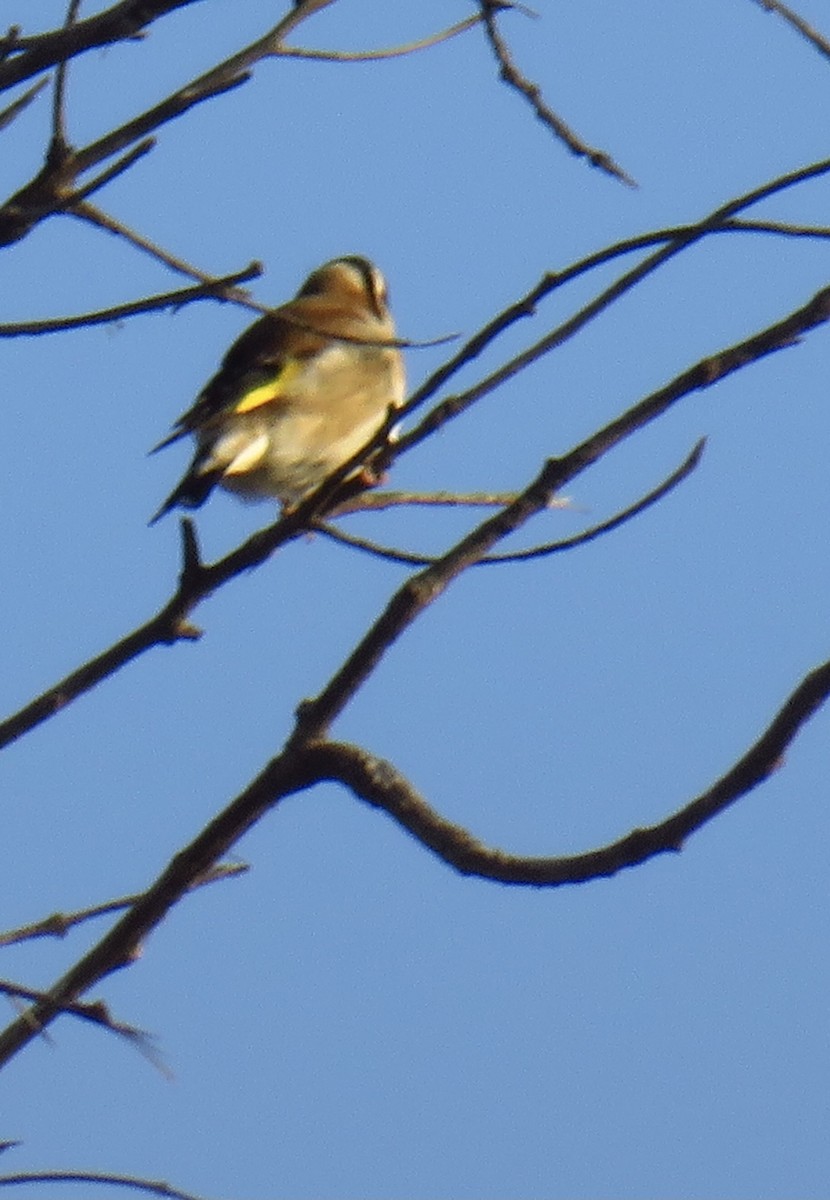 European Goldfinch - ML317964901