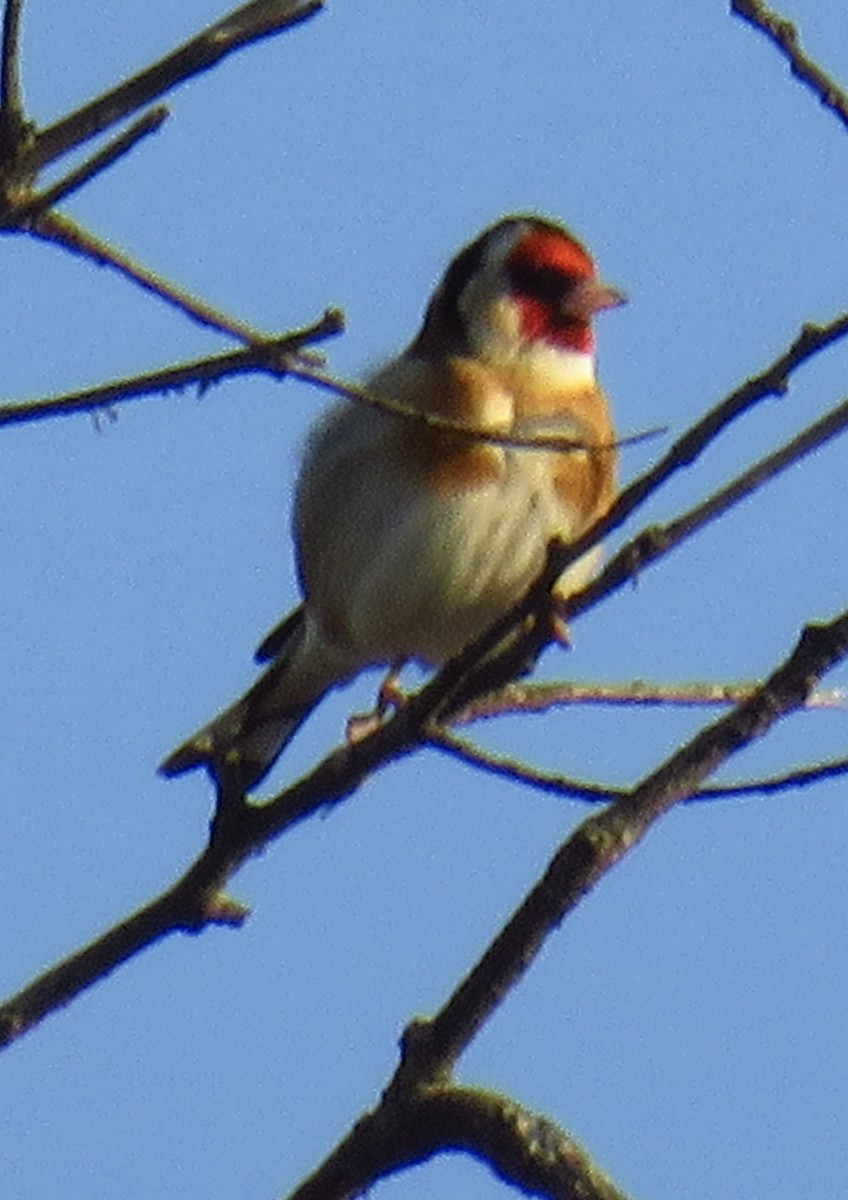 European Goldfinch - Nancy Salem