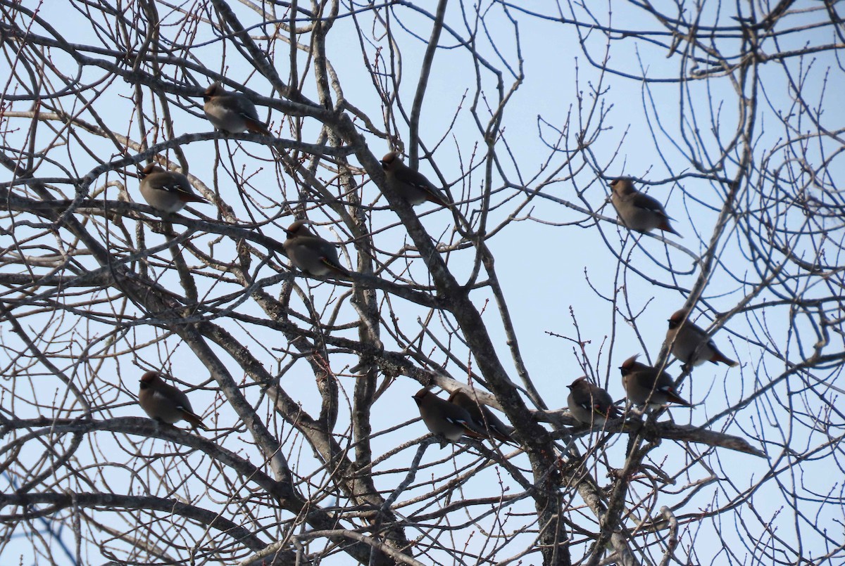 Bohemian Waxwing - ML317966421