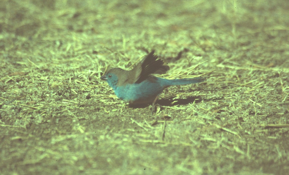 Southern Cordonbleu - Selvino de Kort