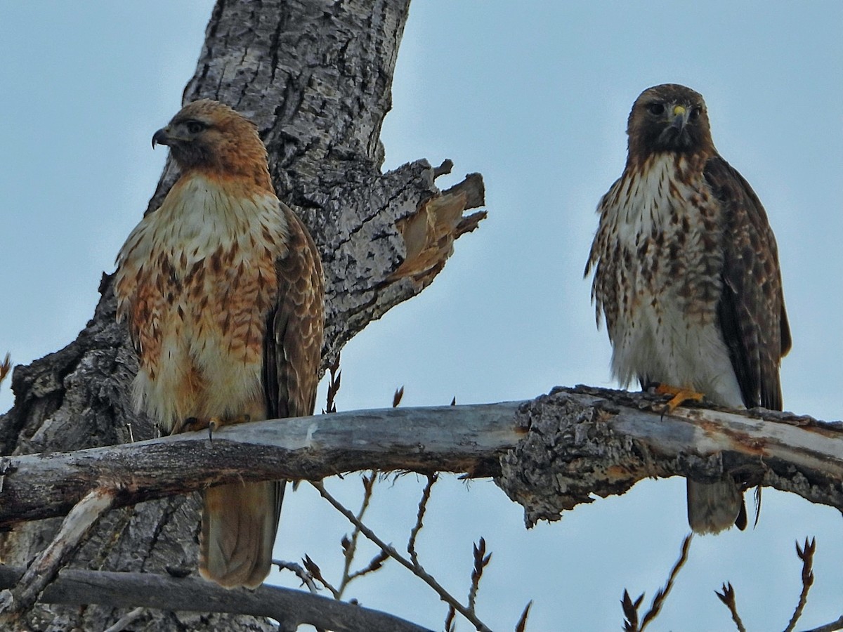 Red-tailed Hawk - ML317968561