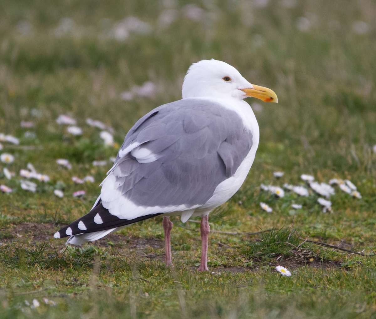 Gaviota Occidental - ML317969401