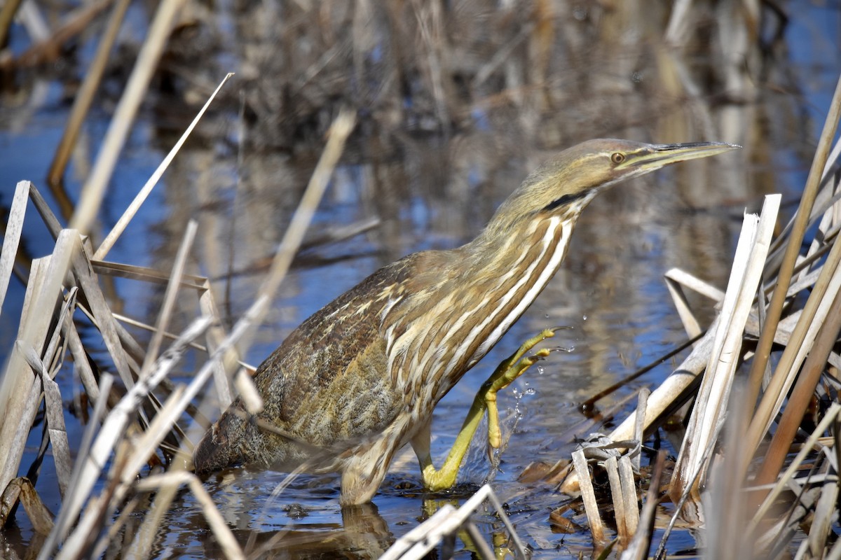 American Bittern - Jesse LeBlanc