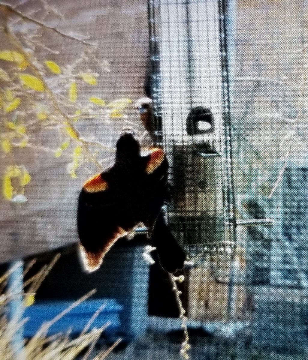 Red-winged Blackbird - ML317970941