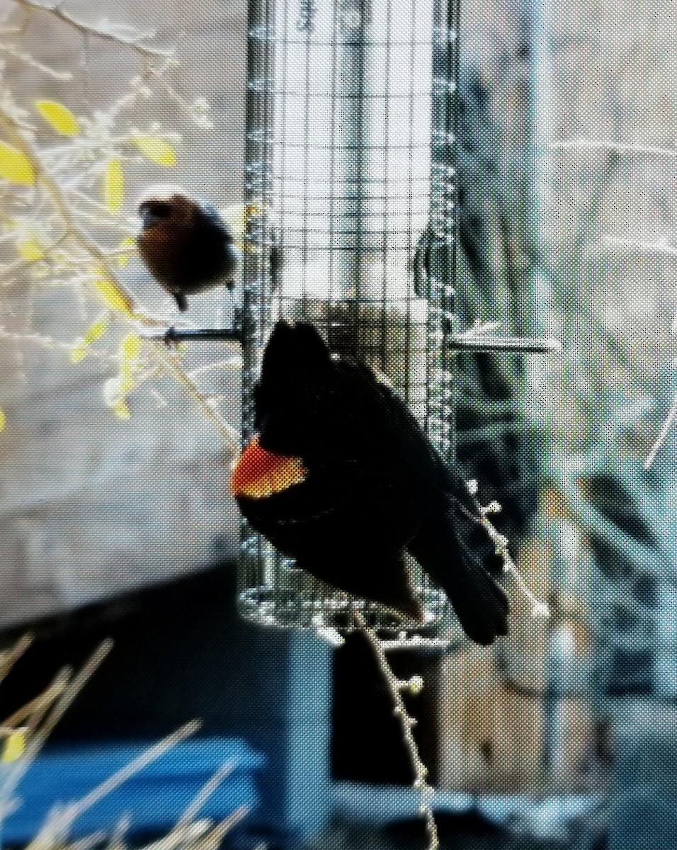Red-winged Blackbird - ML317970981