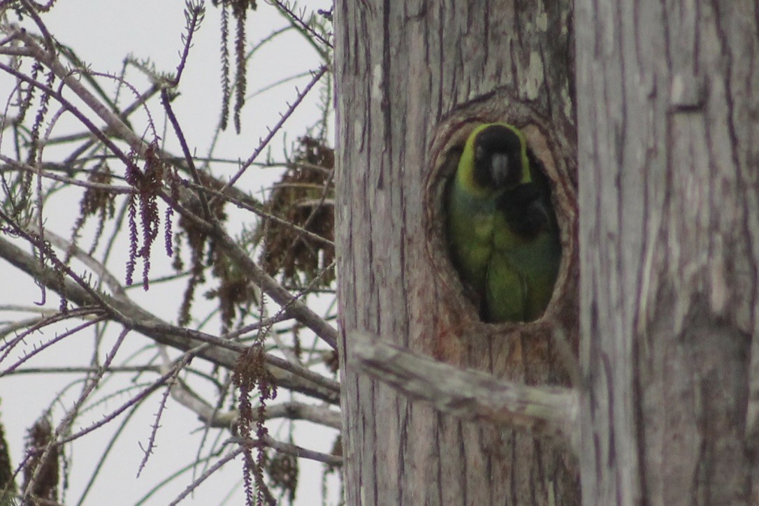 Nanday Parakeet - ML317972171