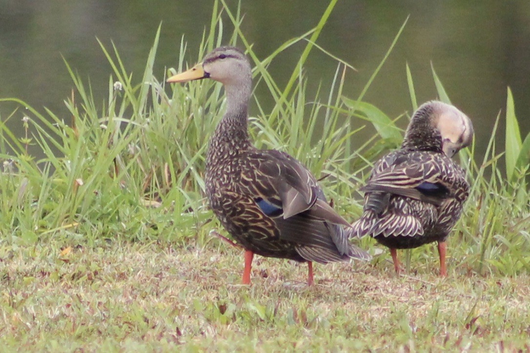 Mottled Duck - ML317972311