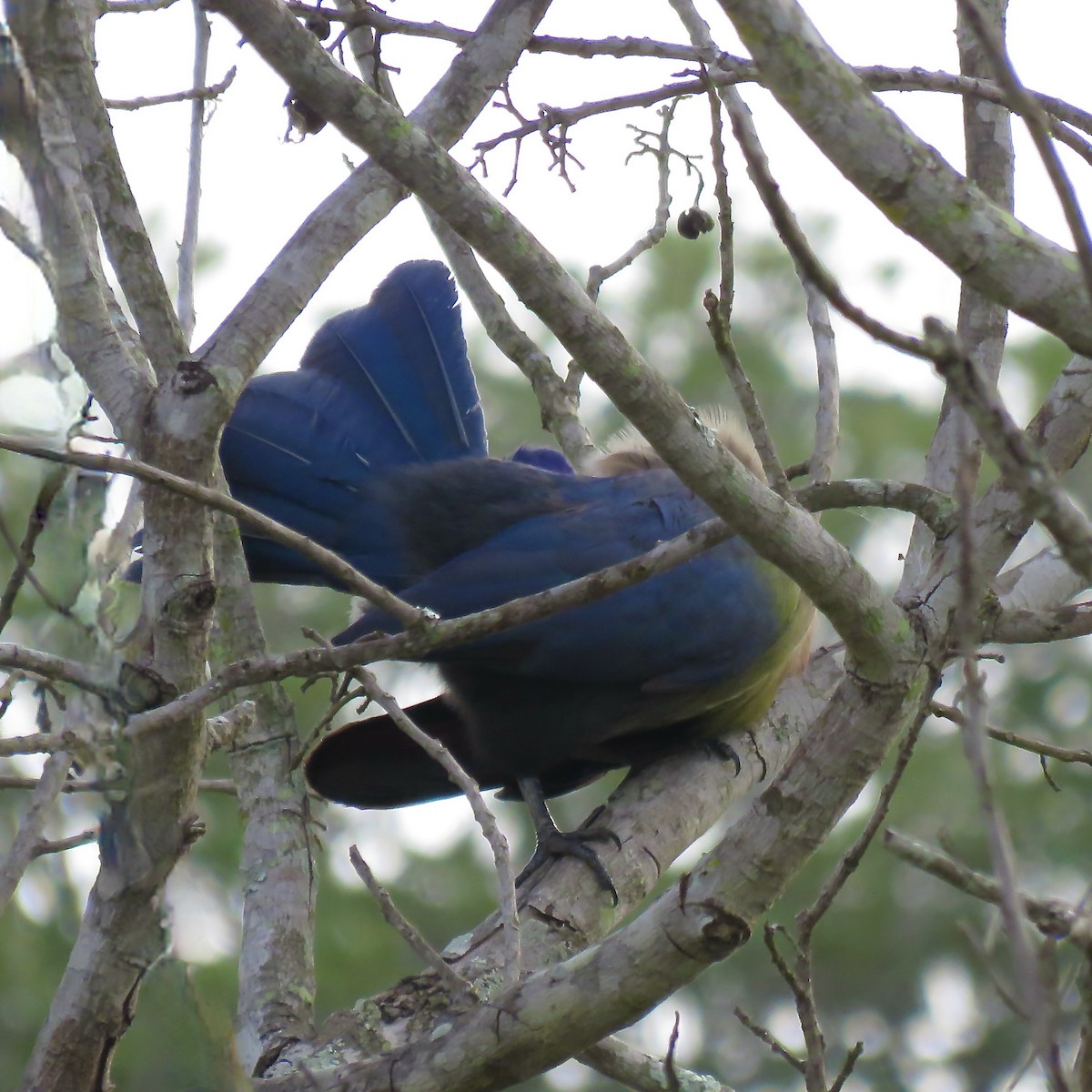 Purple-crested Turaco - ML317973181