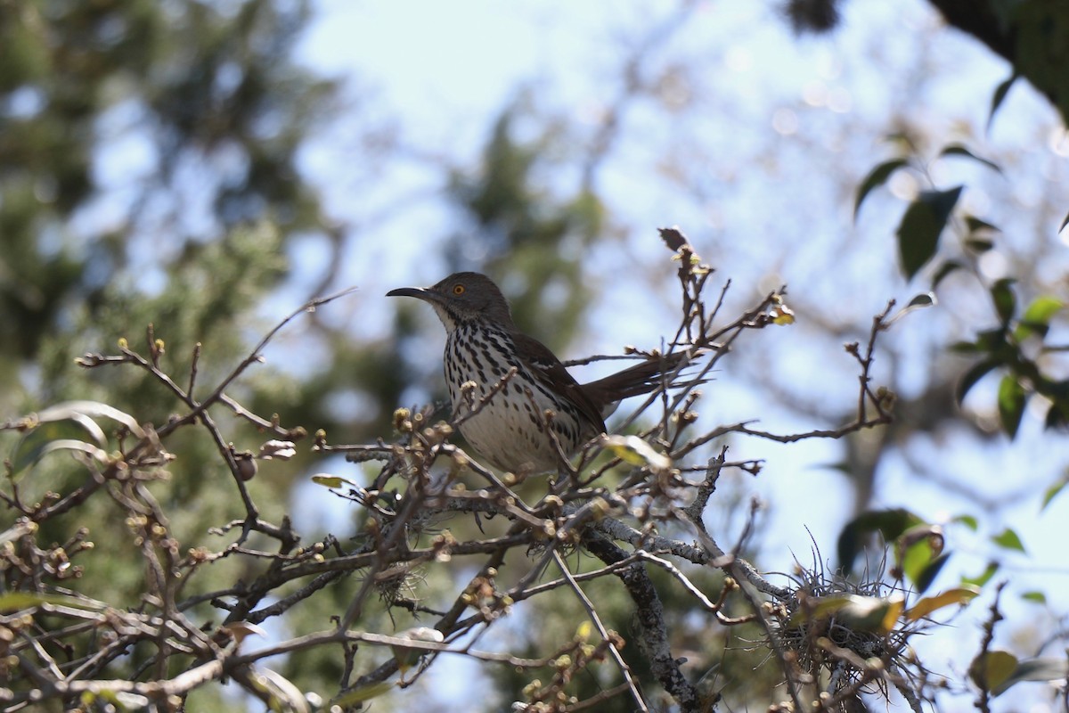 Long-billed Thrasher - ML317973421