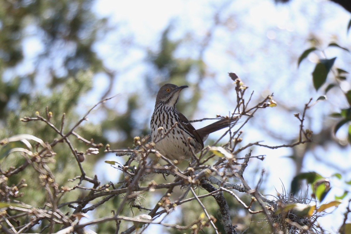Long-billed Thrasher - ML317973441