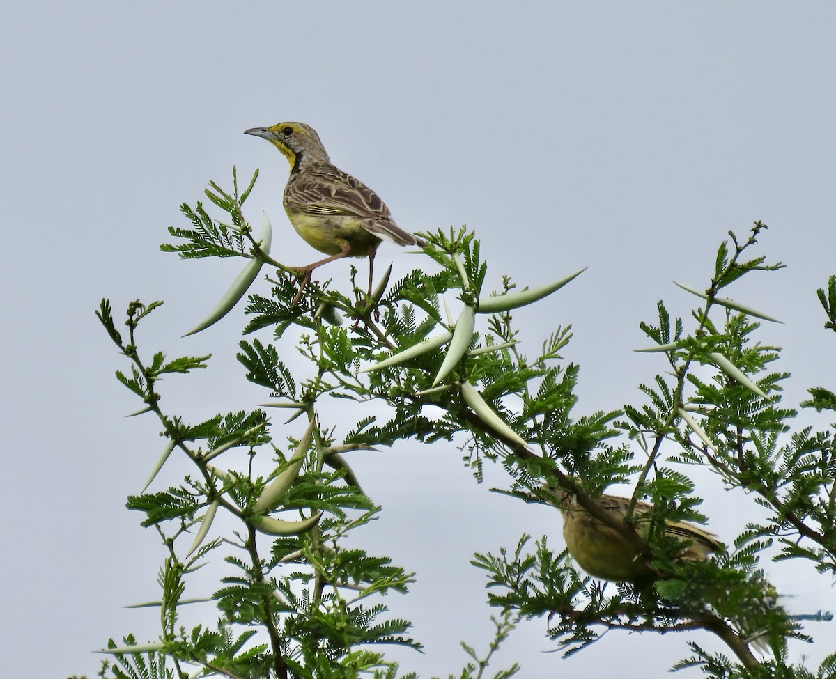 Yellow-throated Longclaw - ML317973671