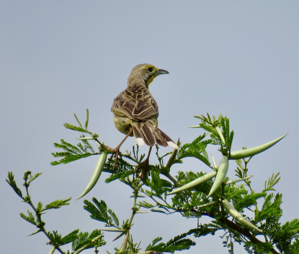 Yellow-throated Longclaw - ML317973811