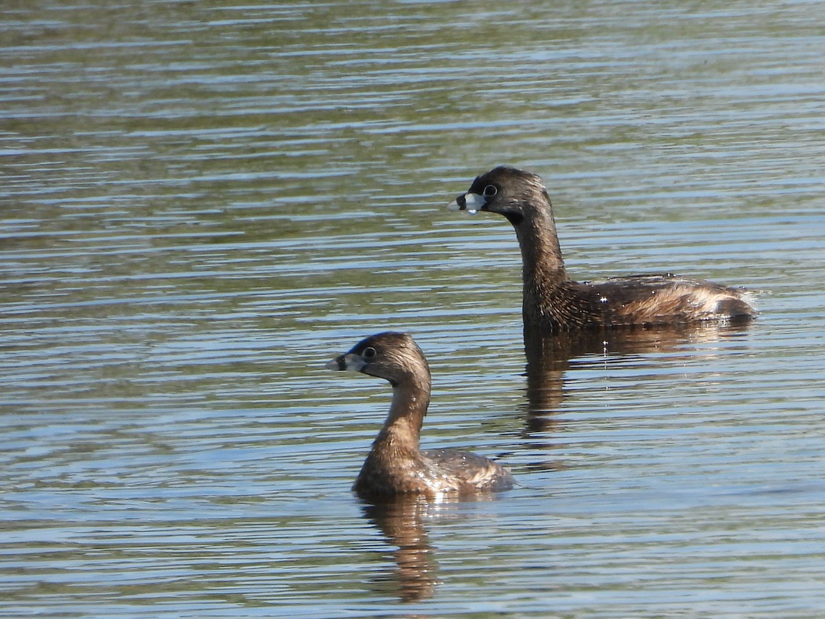 Pied-billed Grebe - ML317974691