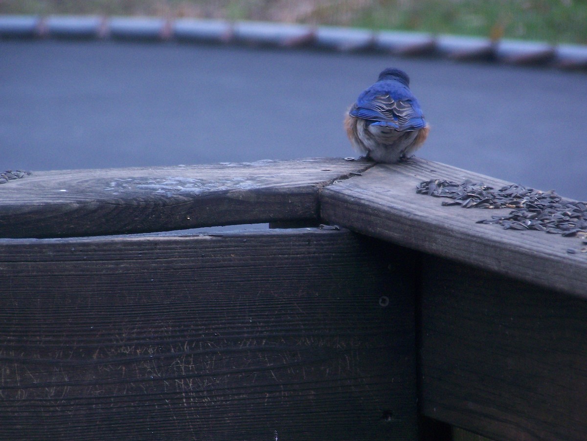 Eastern Bluebird - ML317974811
