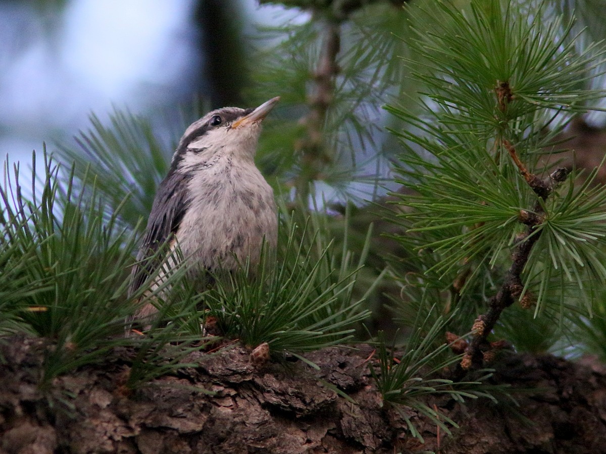 Eurasian Nuthatch - Attila Steiner