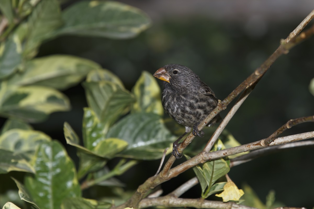 Large Ground-Finch - ML317977251