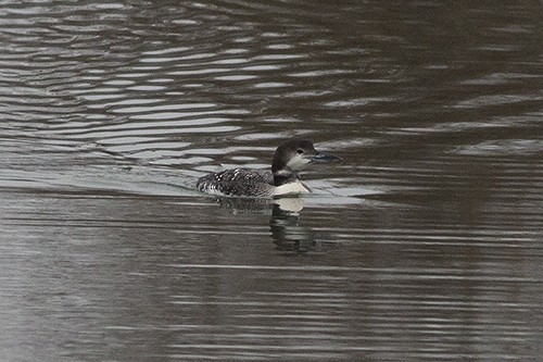 Common Loon - Martin Wall