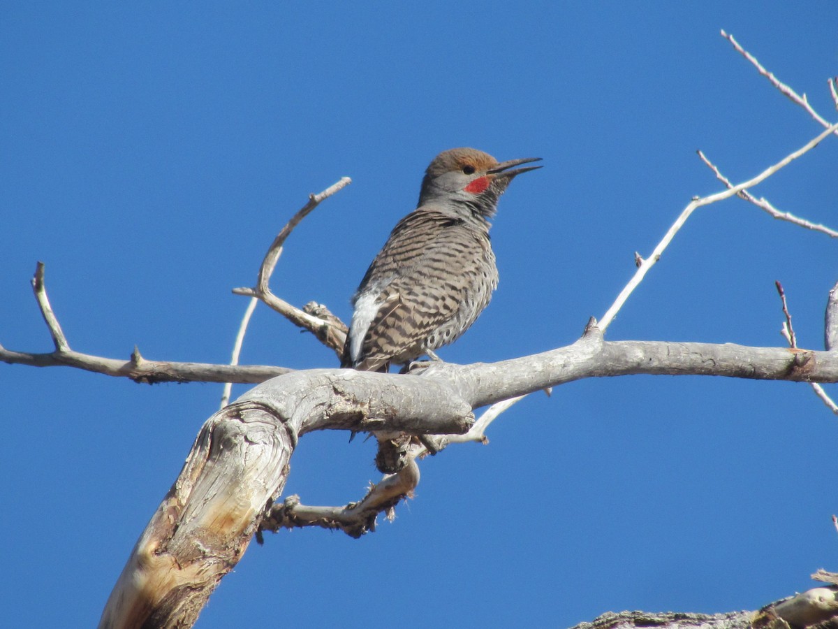 Northern Flicker - ML317979911