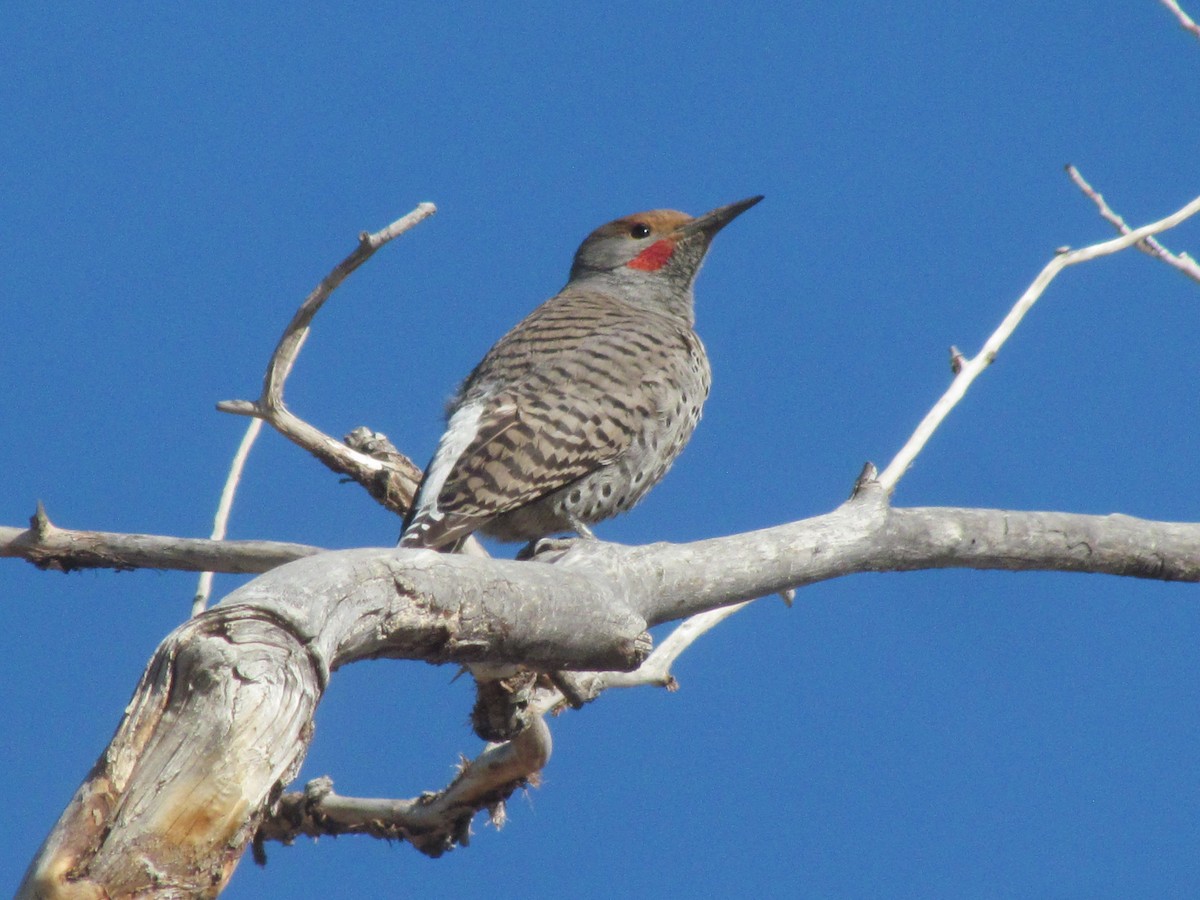 Northern Flicker - ML317979971