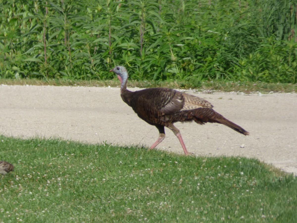 Wild Turkey - ML31798001