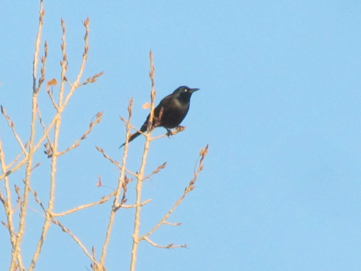 Common Grackle - ML317980511