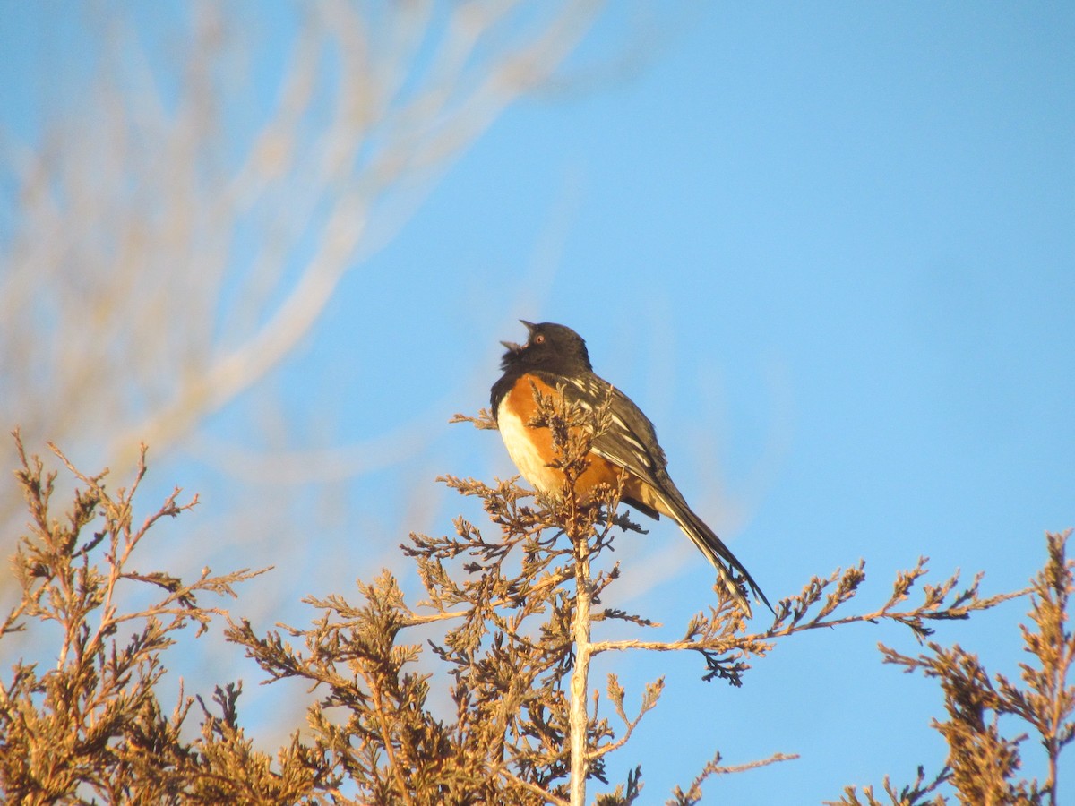Spotted Towhee - ML317980541