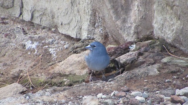 Tenerife Blue Chaffinch - ML317980731