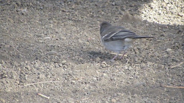 Tenerife Blue Chaffinch - ML317980941