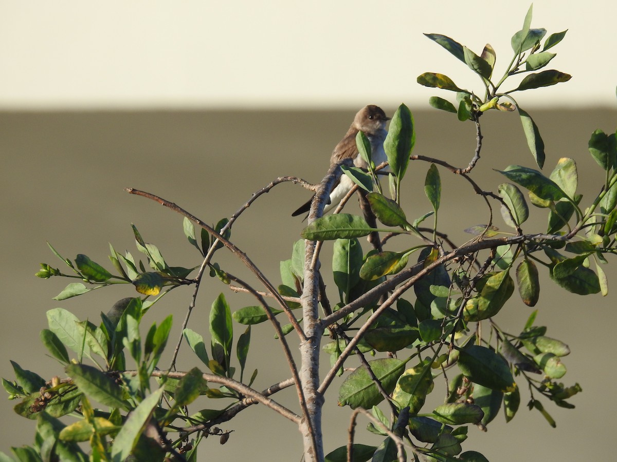 Northern Rough-winged Swallow - ML317981061