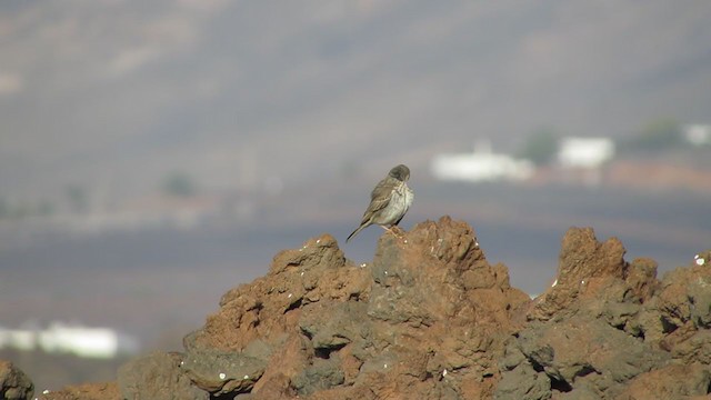 Berthelot's Pipit - ML317983011