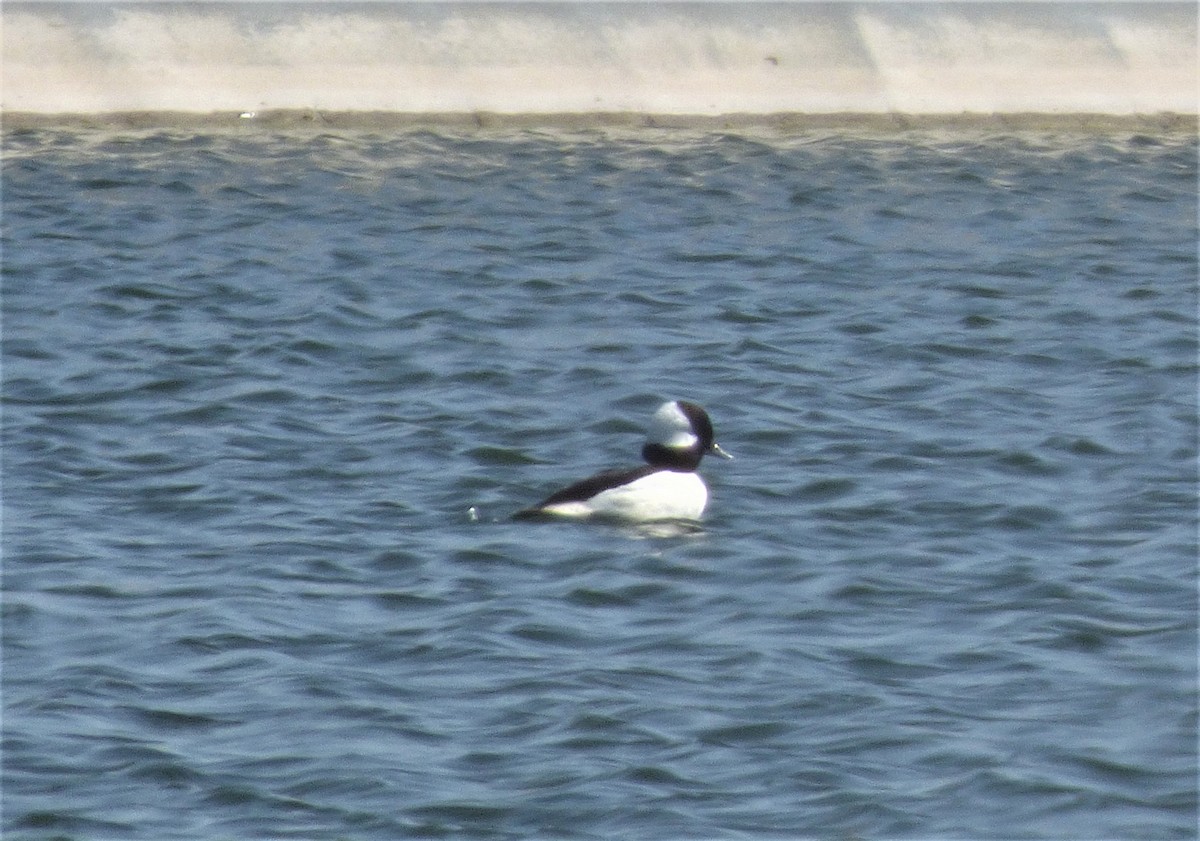 Bufflehead - Judy Lazarus Yellon