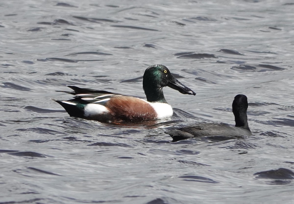 Northern Shoveler - Jana Lagan