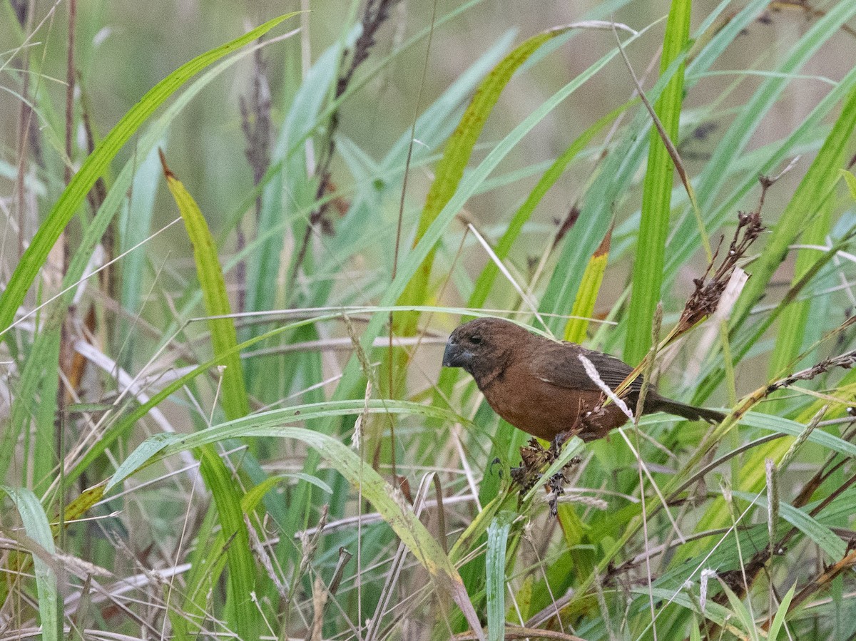 Sporophile à bec fort - ML317983561