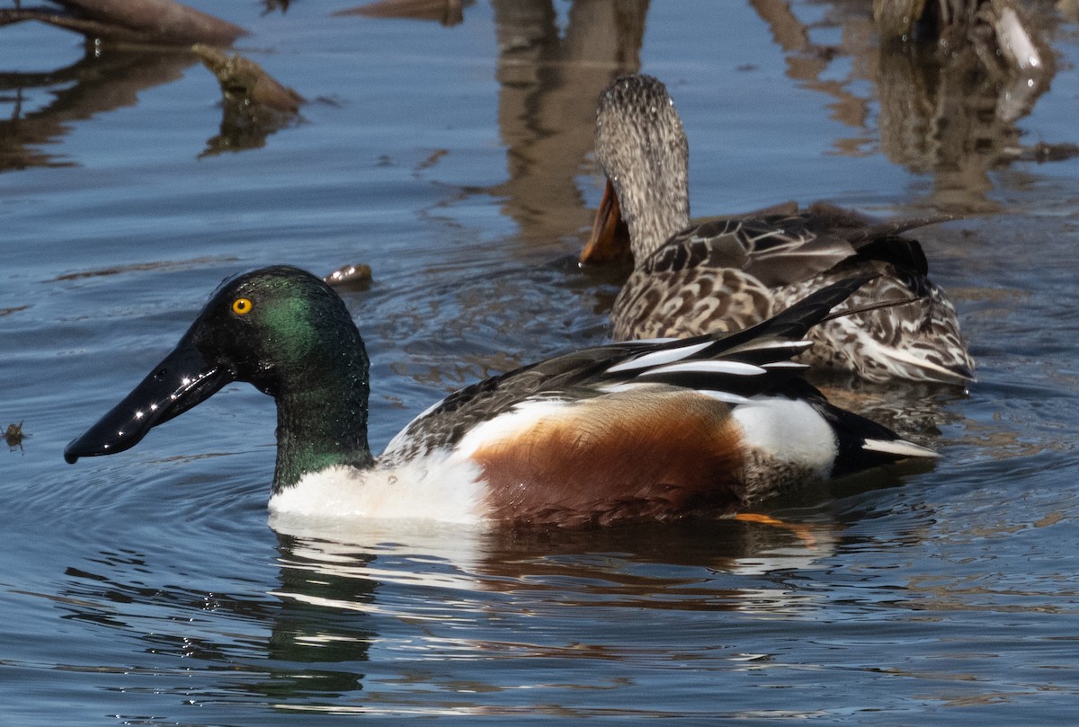 Northern Shoveler - ML317983881