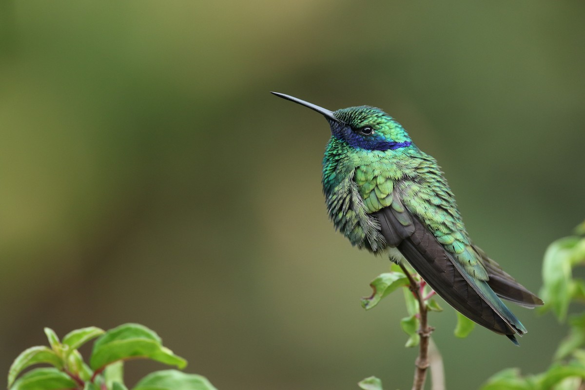 Sparkling Violetear - Luke Seitz