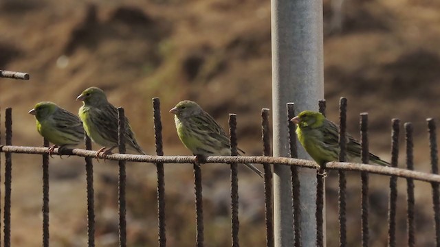 カナリア - ML317986591