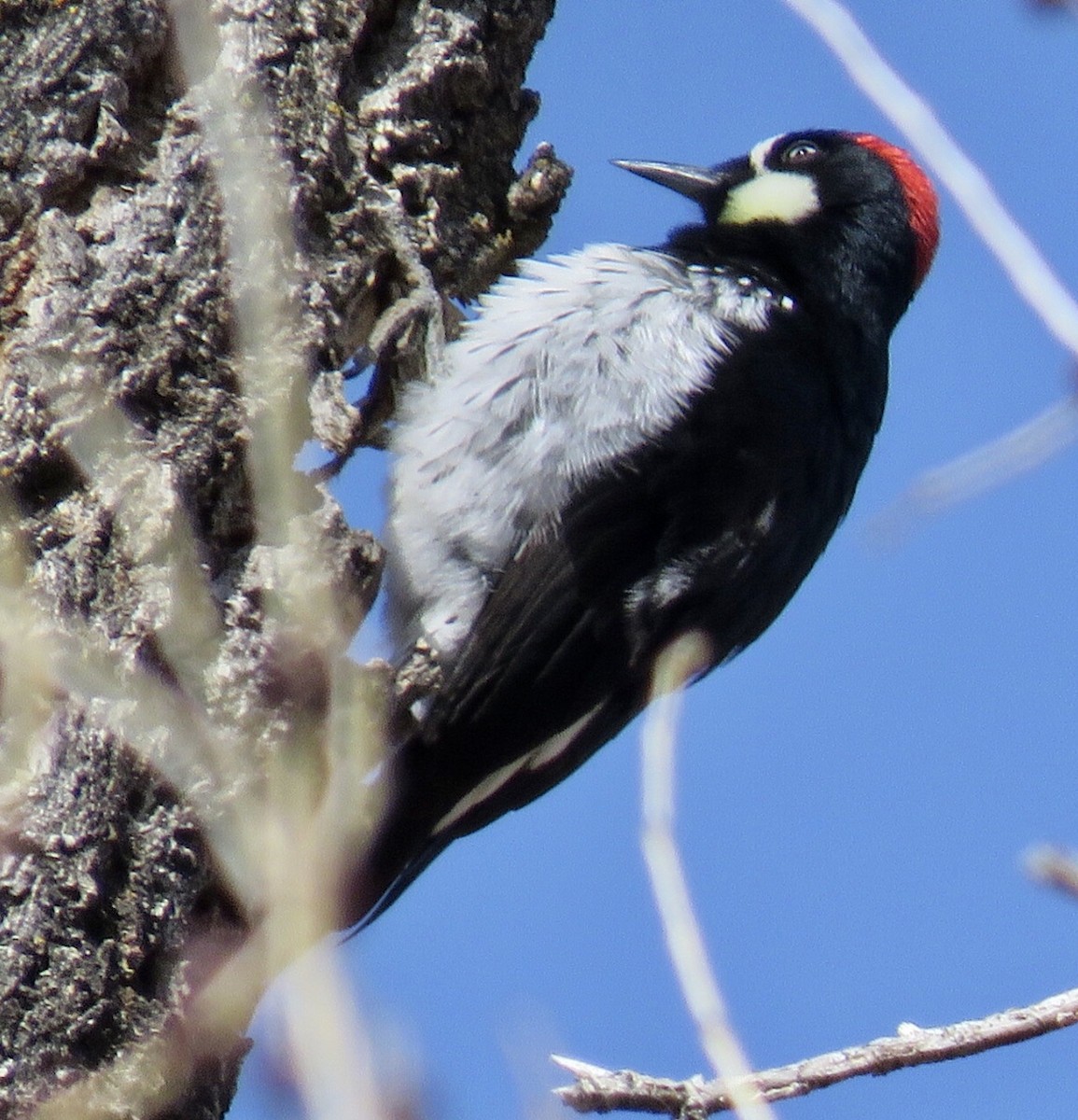 Acorn Woodpecker - ML317989091