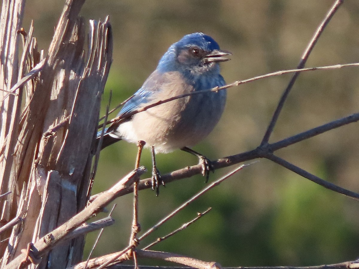 Woodhouse's Scrub-Jay - ML317989481