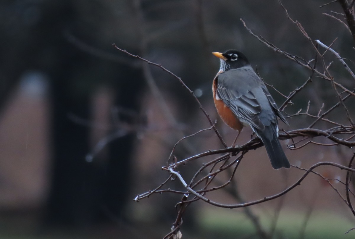 American Robin - Anne Mytych