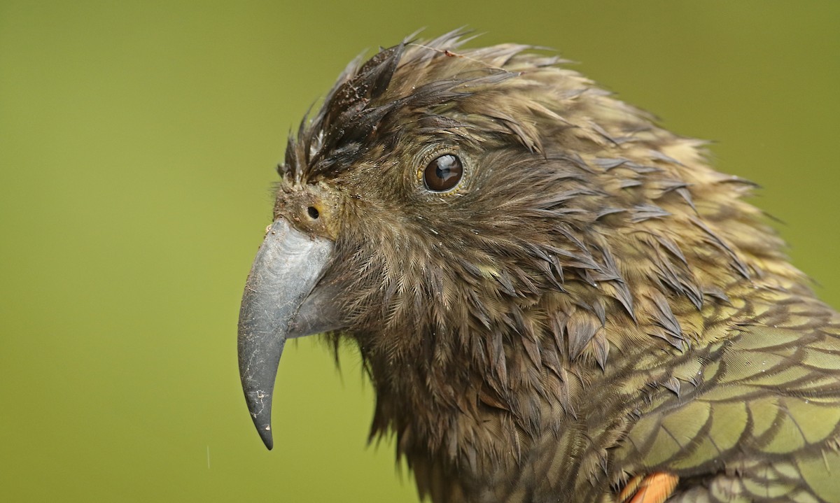 Kea - ML31799051