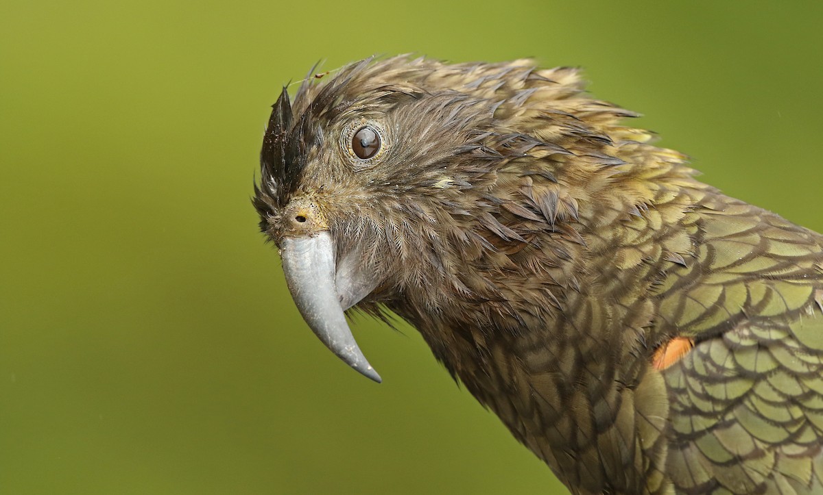 Kea - ML31799061