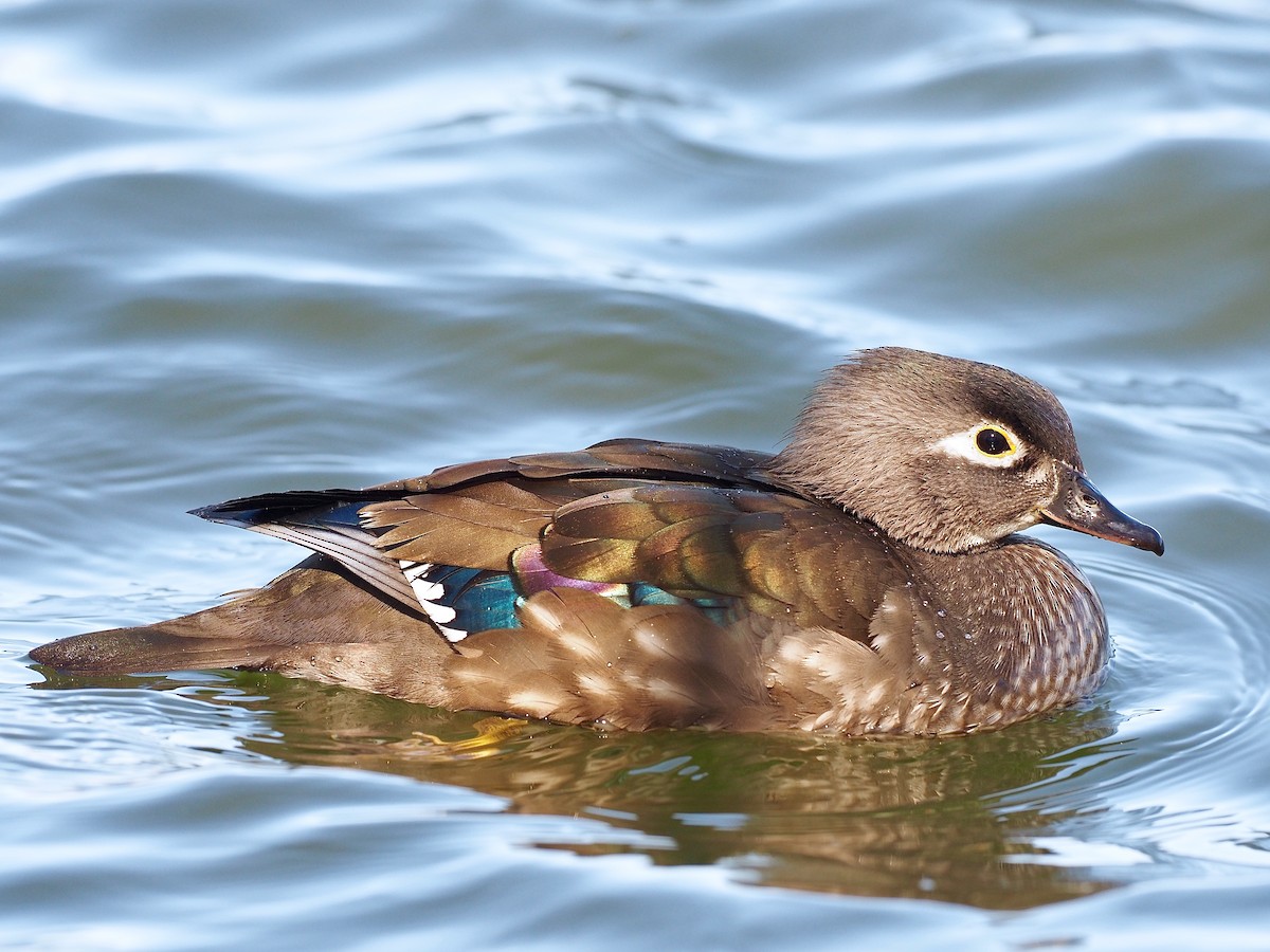 Wood Duck - Gabriel Willow