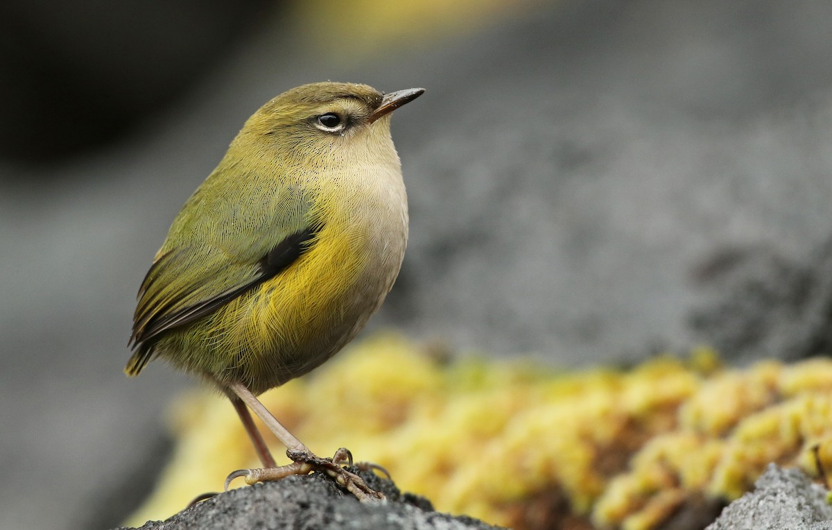 South Island Wren - ML31799071