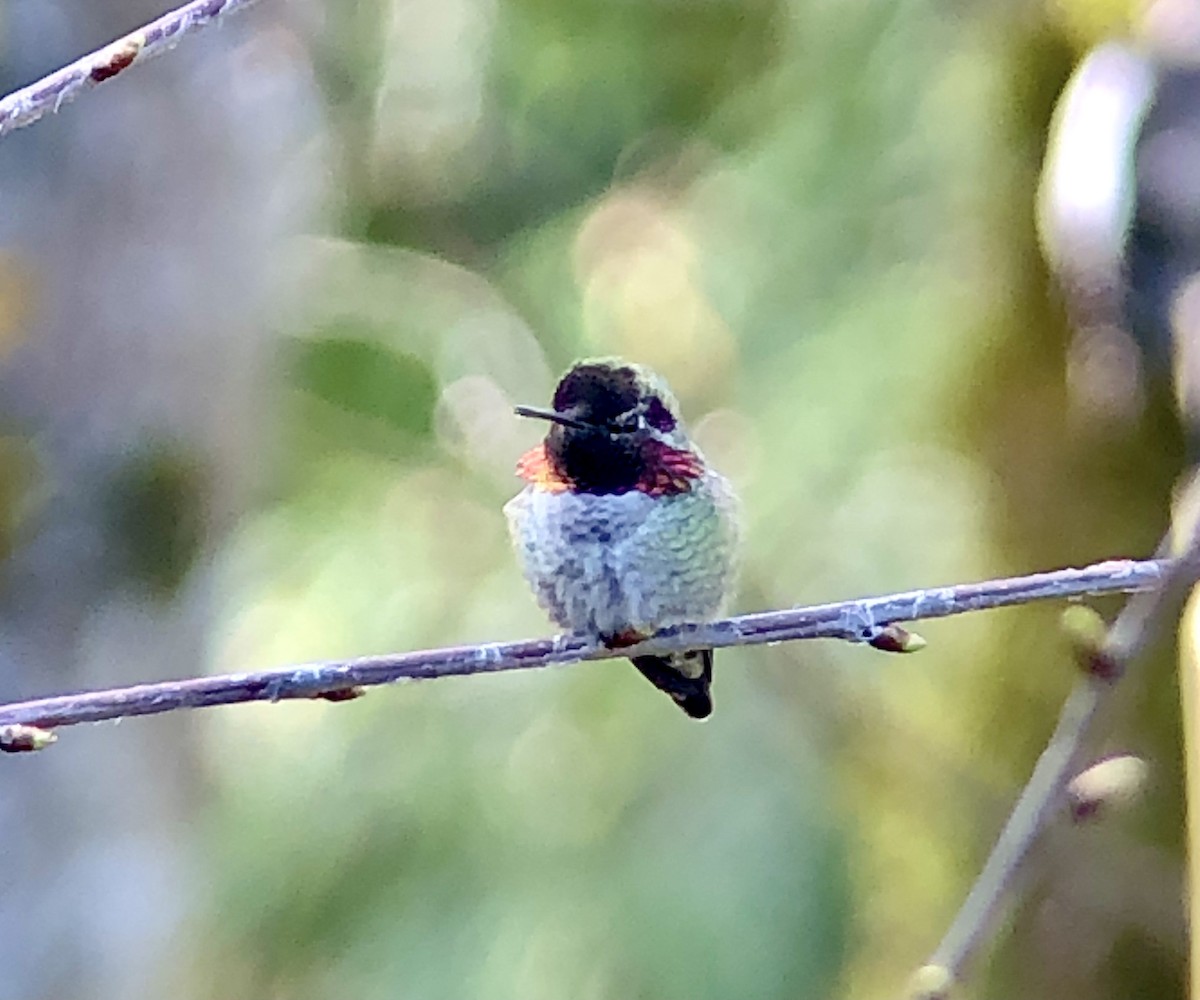 Anna's Hummingbird - Brian Parks