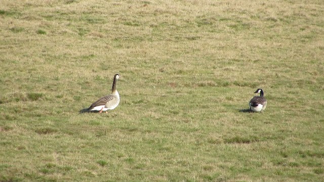 Canada Goose - ML317992811