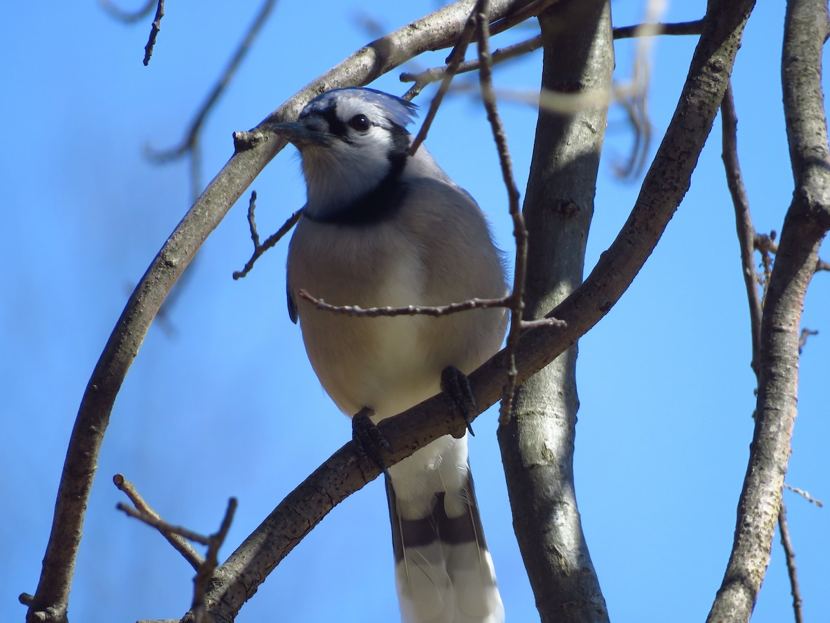 Blue Jay - ML317993621