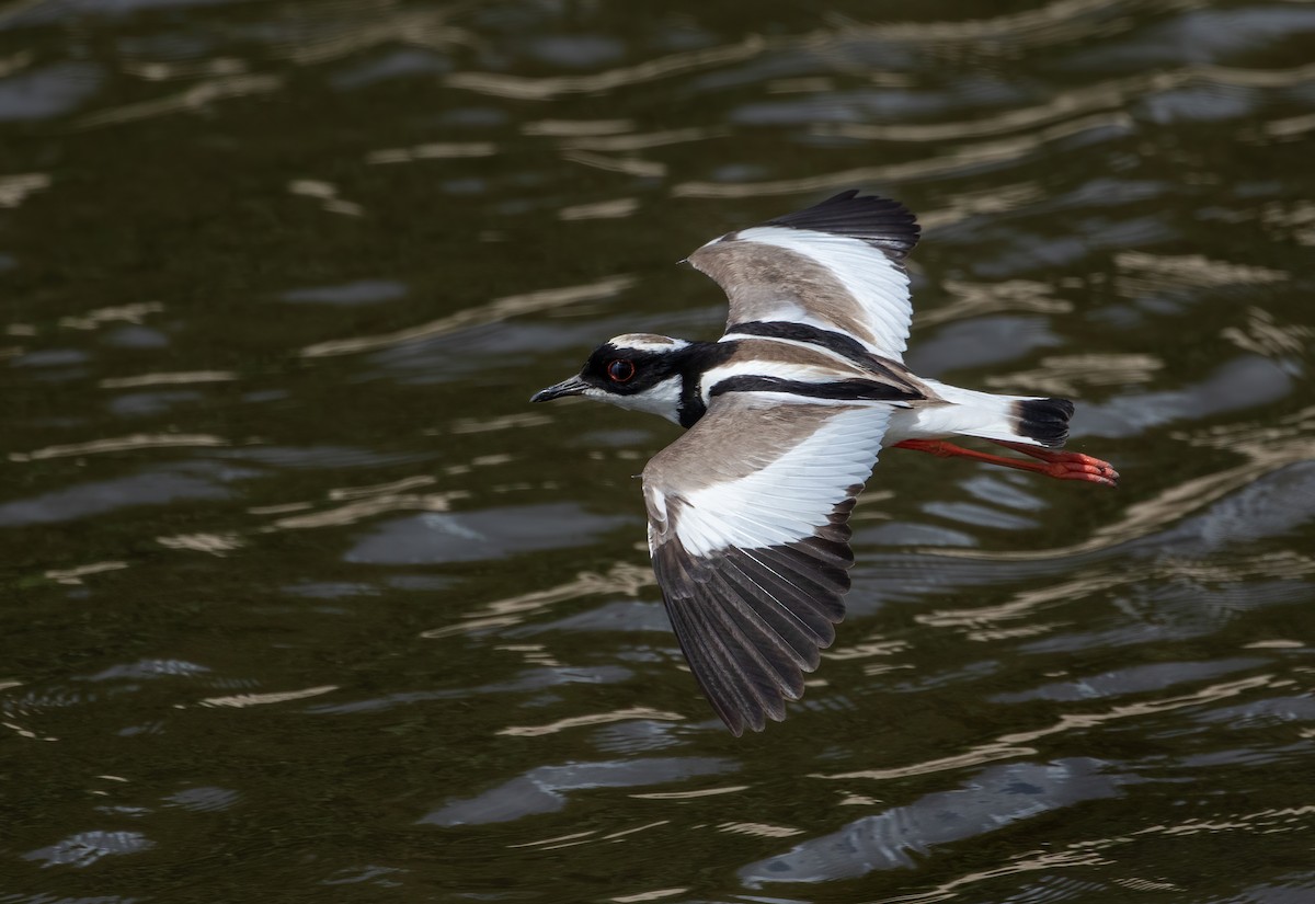 Pied Plover - ML317996601