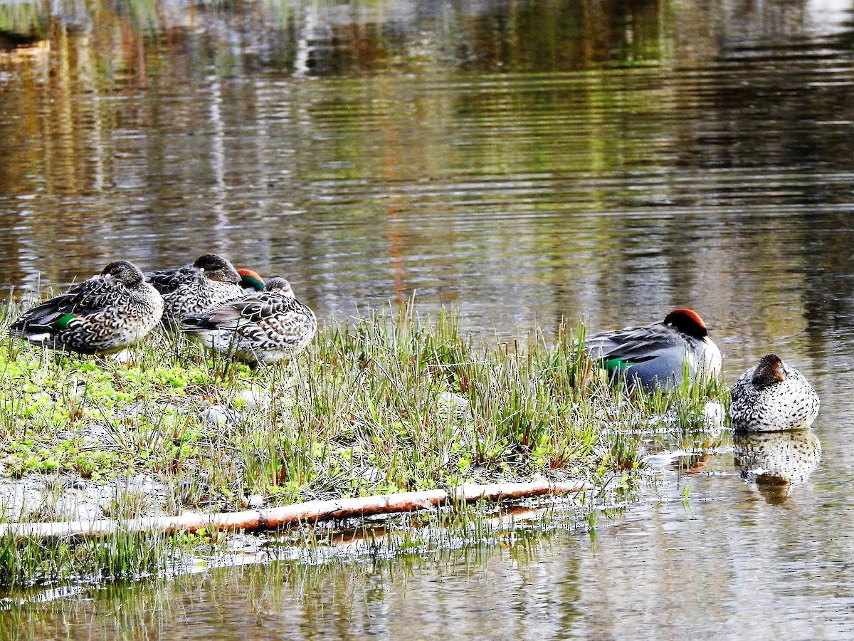 Green-winged Teal - ML317998091