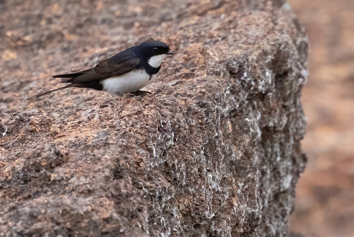 Black-collared Swallow - George Armistead | Hillstar Nature