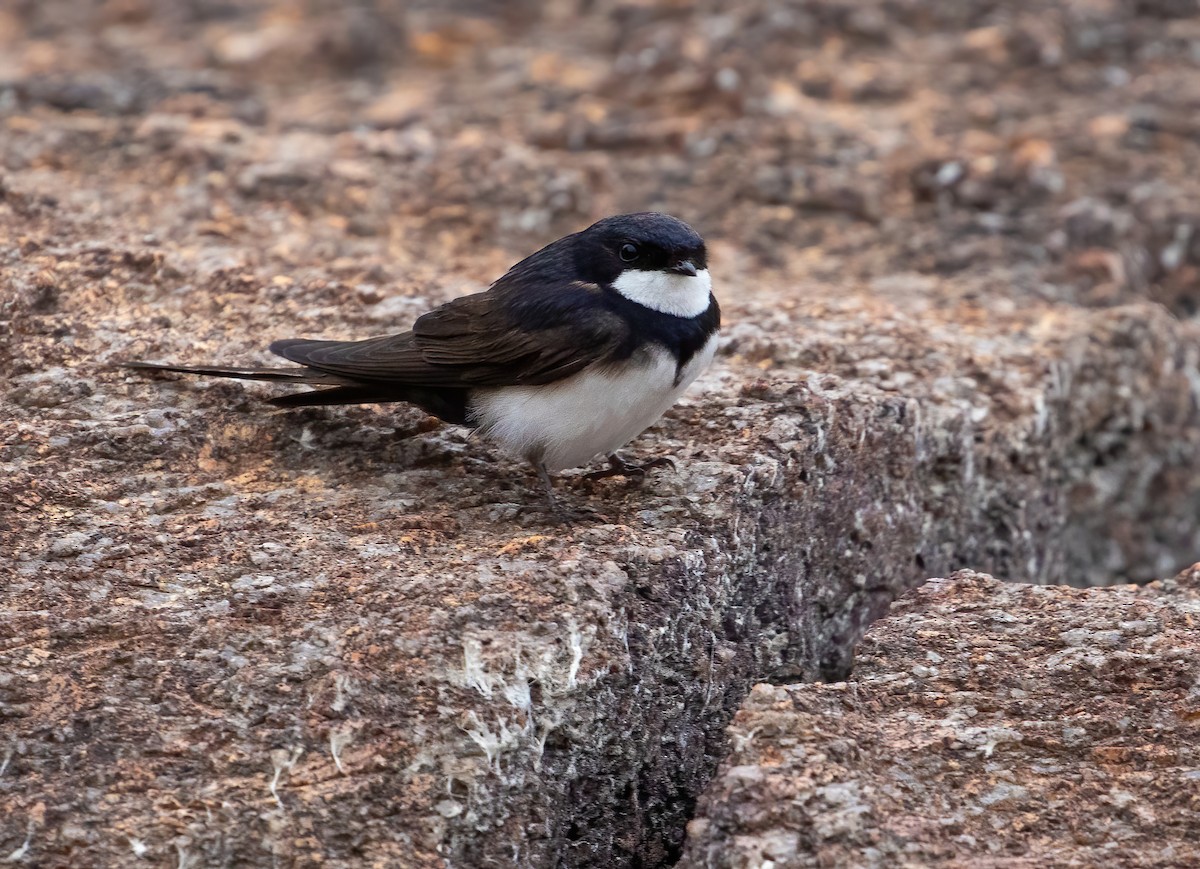 Black-collared Swallow - George Armistead | Hillstar Nature